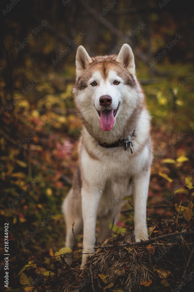 Portrait of beautiful Siberian Husky dog standing on the tree in the bright mysterious fall forest