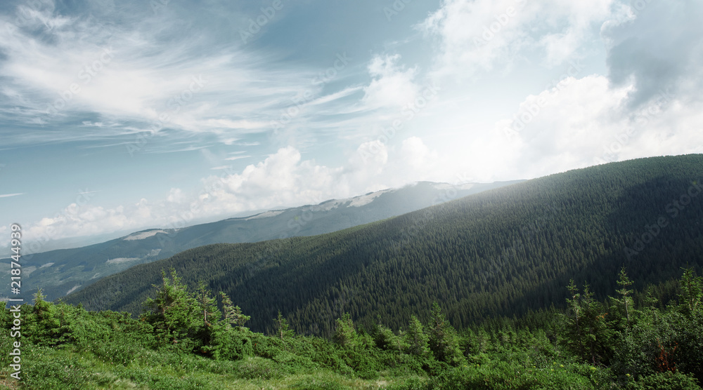 Forested mountain slope in low lying cloud with the evergreen conifers Forested mountain slope in low lying cloud with the evergreen conifers