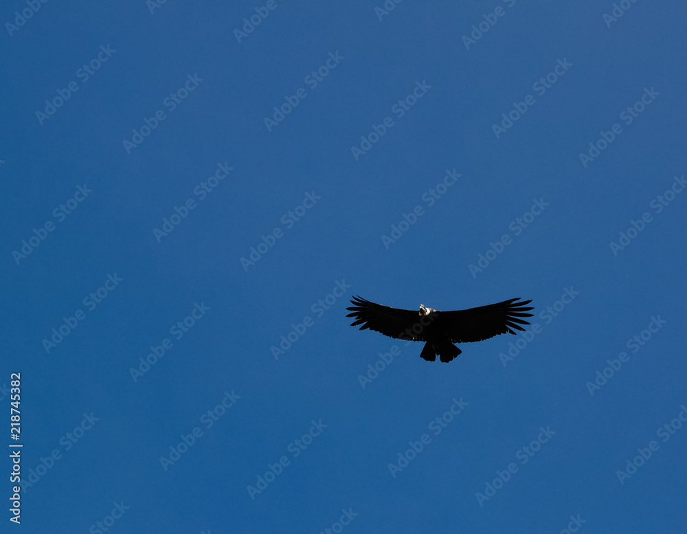 Condors above the Colca canyon at Condor Cross or Cruz Del Condor viewpoint, Chivay, Peru Condors above the Colca canyon at Condor Cross or Cruz Del Condor viewpoint, Chivay, Peru