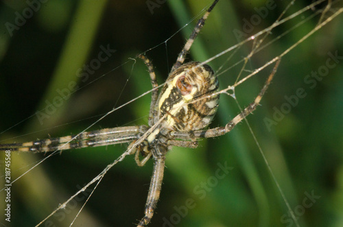 spiders weave a web