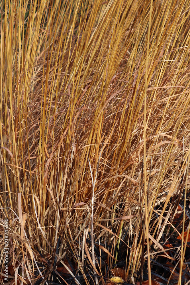 Fototapeta premium background of straw