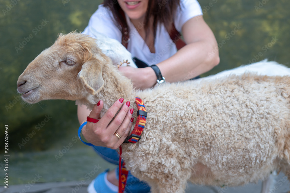 Female hands caress the head of a lamb. Female hands caress the head of a lamb.