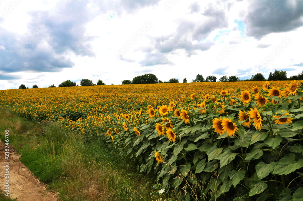 Obraz premium Flowering sunflower in the field