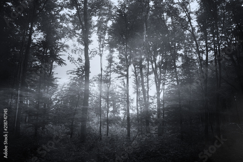 dark woods background, mist and trees in scary halloween landscape