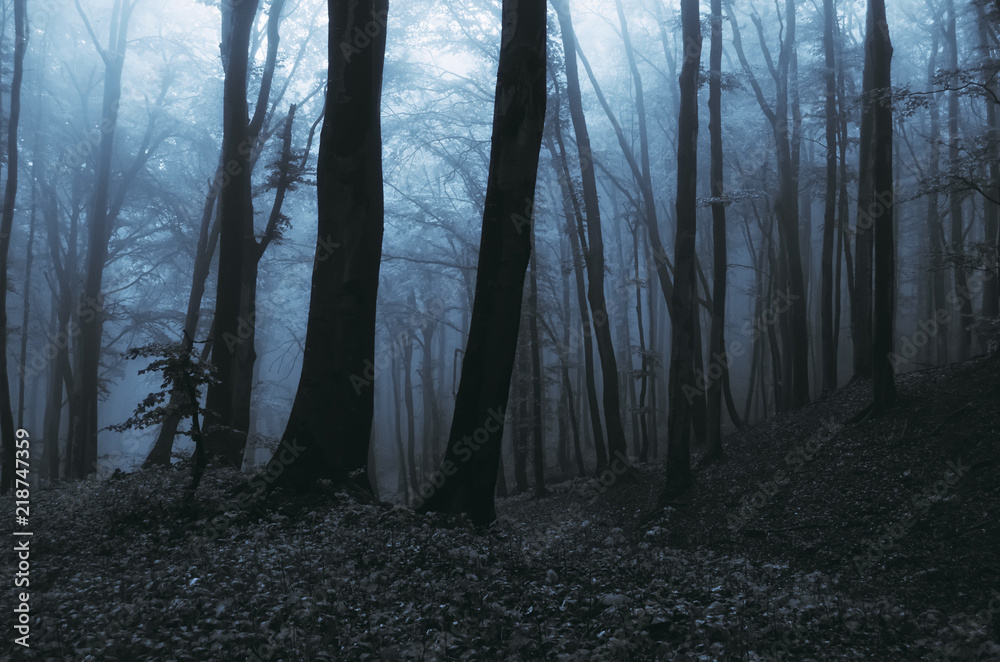 Obraz premium fantasy forest night landscape