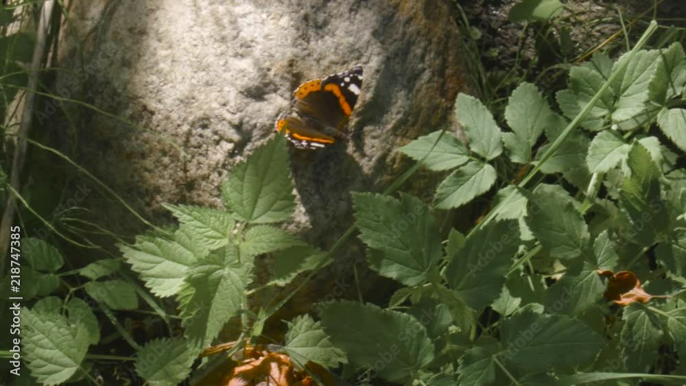 Closeup of a butterfly dancing on stone