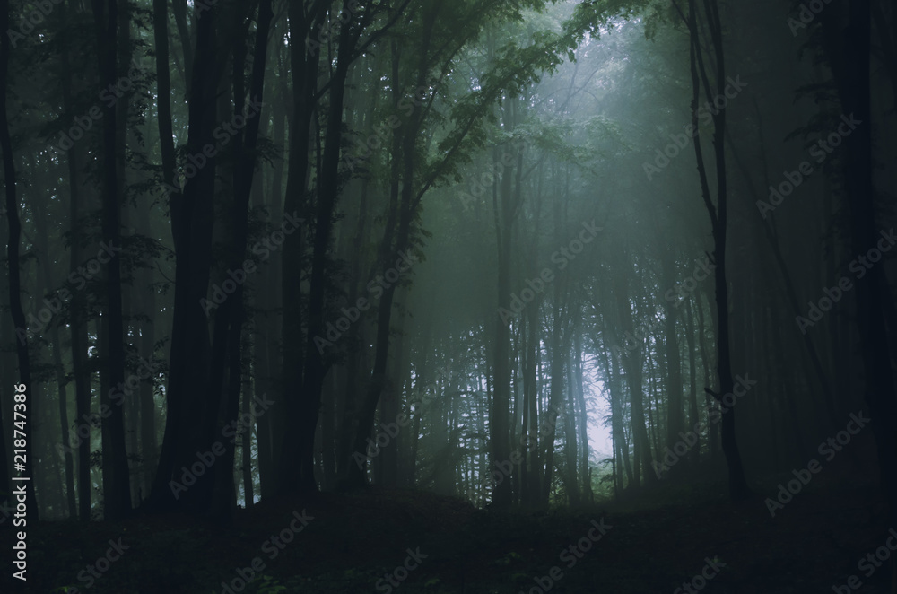 Fototapeta premium dark fantasy forest with magical light in fog