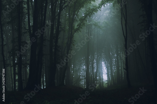 dark fantasy forest with magical light in fog
