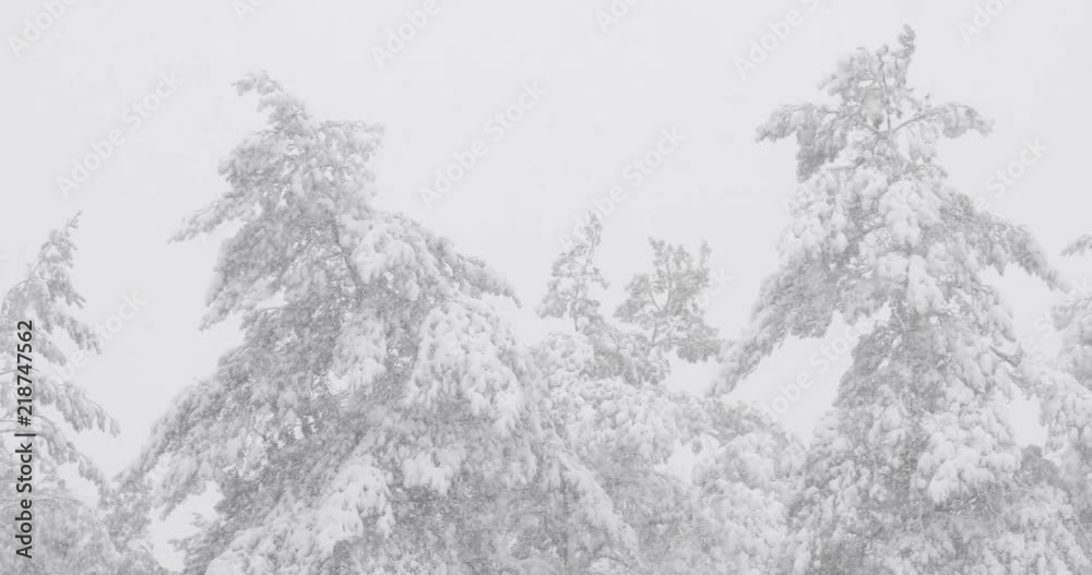 Beautiful Winter Snowy Coniferous Forest During Snowy Snowstorm Day Beautiful Winter Snowy Coniferous Forest During Snowy Snowstorm Day