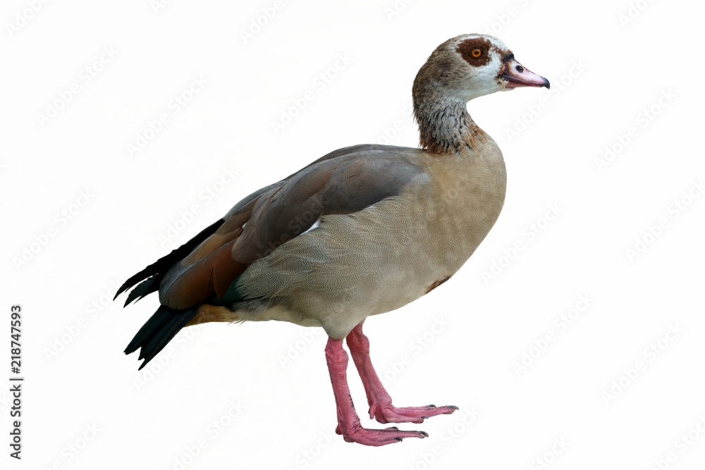 isolated egyptian duck on white background isolated egyptian duck on white background