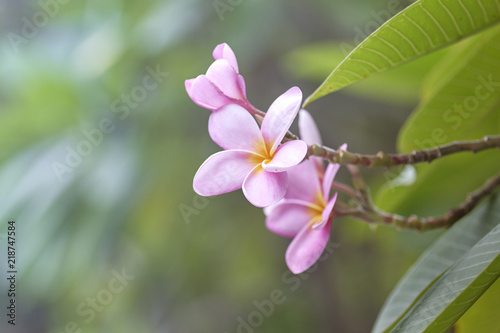 pink plumeria on the plumeria tree