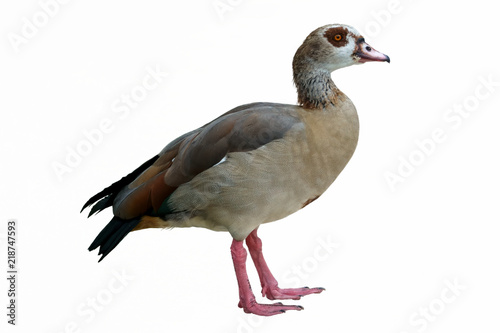 isolated egyptian duck on white background