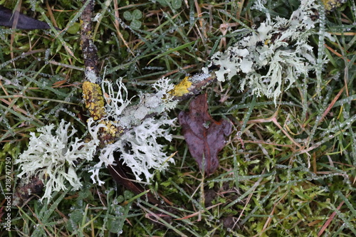 flowers in the forest