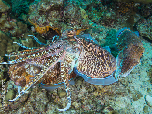 Pharao Cuttlefish mating on a coral reef, from above photo