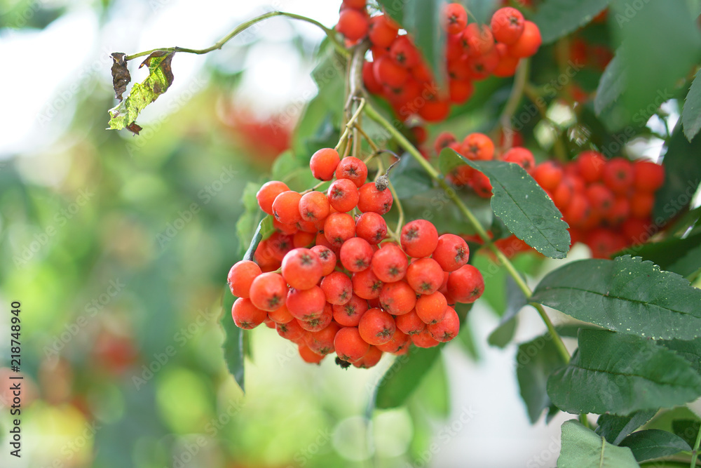 Red berries of mountain ash on the background of wood and leaves. Summer, autumn colorful background. Stock Photo for design. Red berries of mountain ash on the background of wood and leaves. Summer, autumn colorful background. Stock Photo for design.