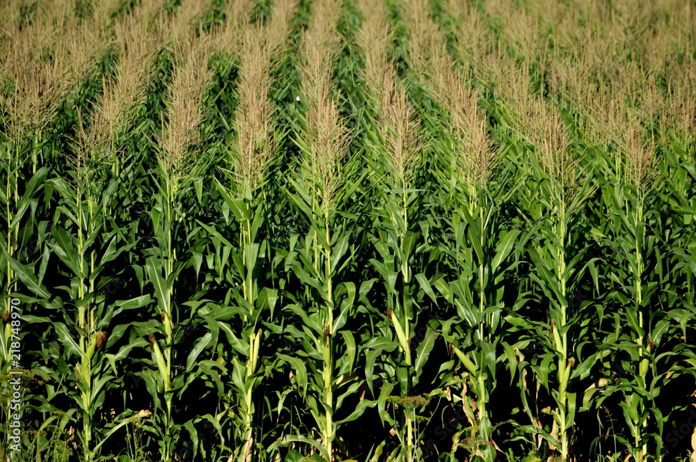 In the field ripens grain corn In the field ripens grain corn