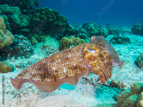 Pharao Cuttlefish on the sandy bottom of a coral lagoon photo