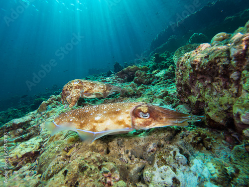 Pharao Cuttlefish laying eggs on a coral reef