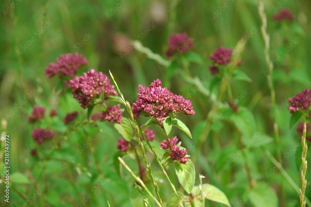 Clover flower Clover flower