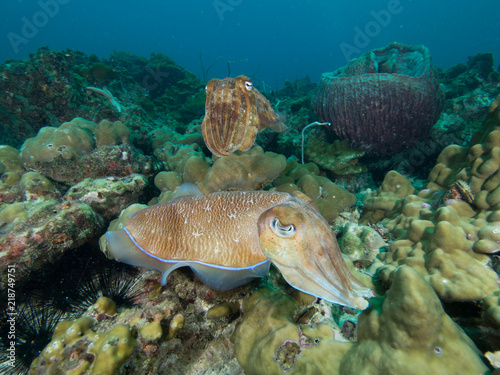 Pharao Cuttlefish on a coral reef photo