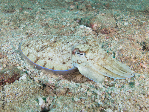Well camouflaged Pharao Cuttlefish