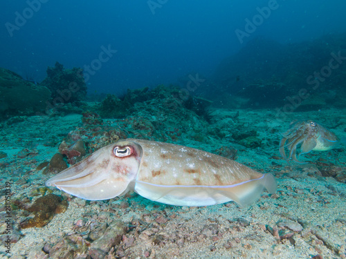 White, Pharao Cuttlefish on a coral reef photo