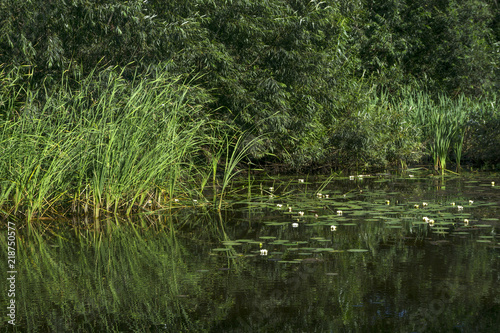 site of overgrown standing pond with reeds and water lilies