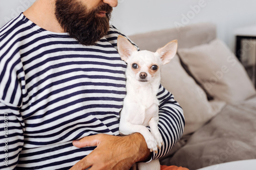 White dog. Bearded dark-haired man holding his little white dog while sitting on sofa at home