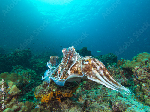 Pharao Cuttlefish mating on a coral reef