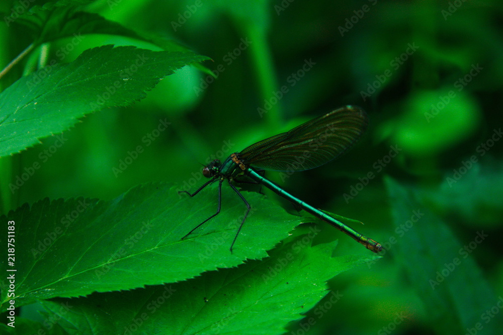 Dragonfly standing on leaf Dragonfly standing on leaf
