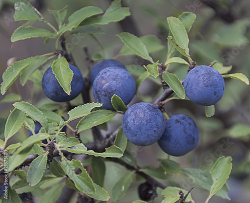 Endrinas, frutos del endrino photo