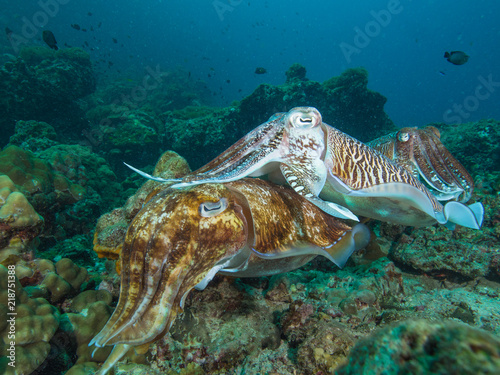 Pharao Cuttlefish mating on a coral reef © Magnus