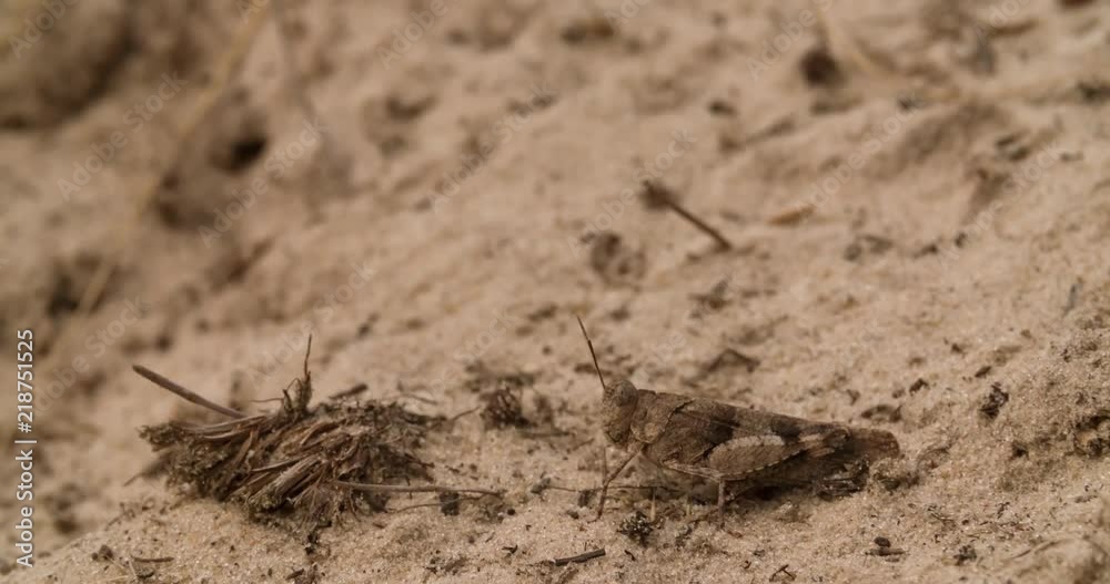 Grasshopper sitting on Ground and jumps away Macro shot nature background 4K video. Grasshopper sitting on Ground and jumps away Macro shot nature background 4K video.