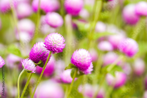 Colorful flowers