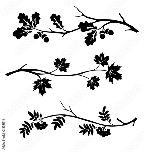 Autumn twigs of oak, rowan and maple silhouette. Vector illustration