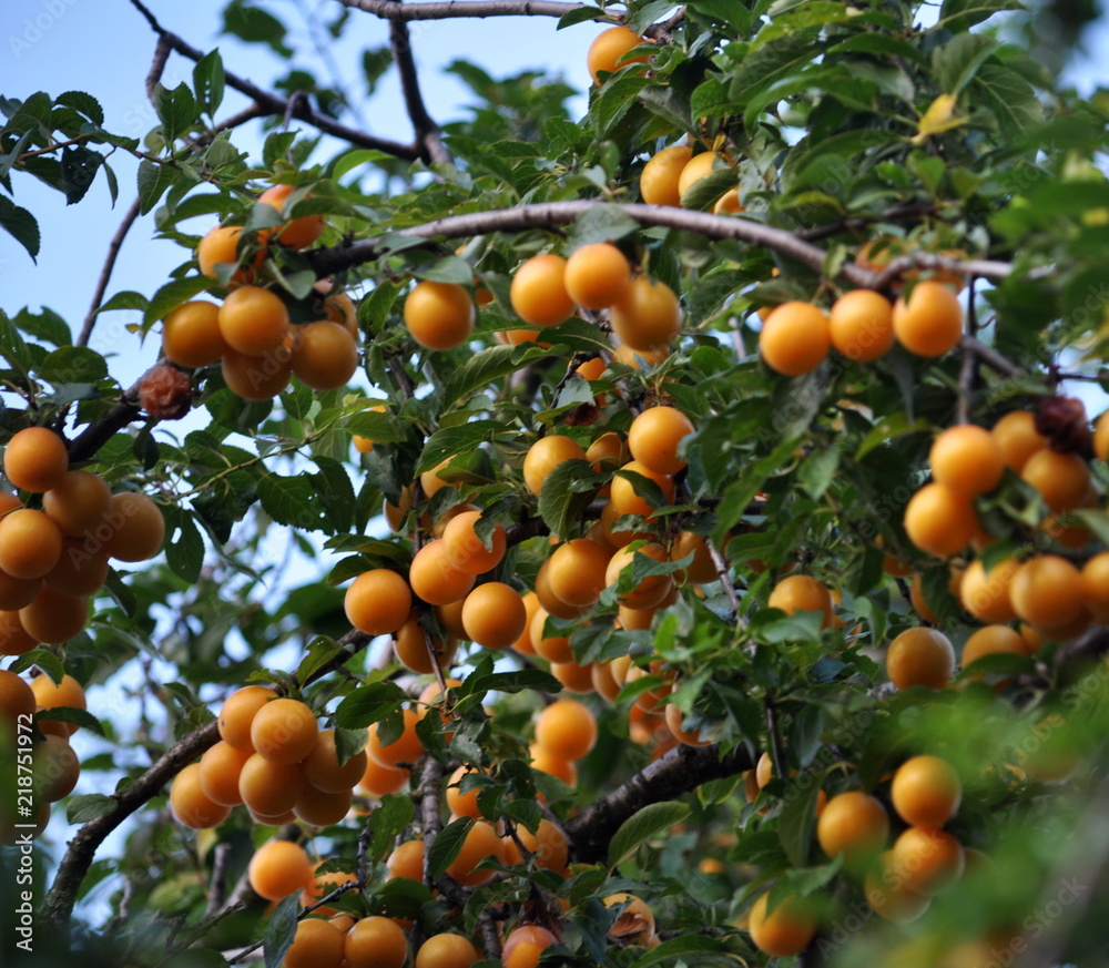 The branches of the tree are mature fruits of prunus cerasifera