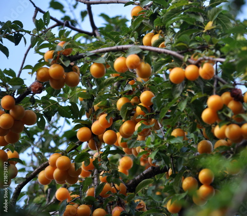 The branches of the tree are mature fruits of prunus cerasifera