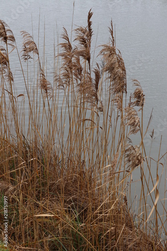 reeds in lake