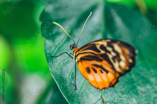 An African Monarch butterfly perched on green leaf with a smooth green background © dziewul