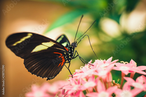  tropical red, black and white butterfly named Heliconius Melponeme photo