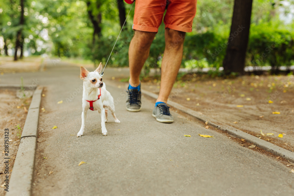 Obraz premium Walking with dog. Man wearing bright red shorts and comfortable blue sneakers walking with little dog