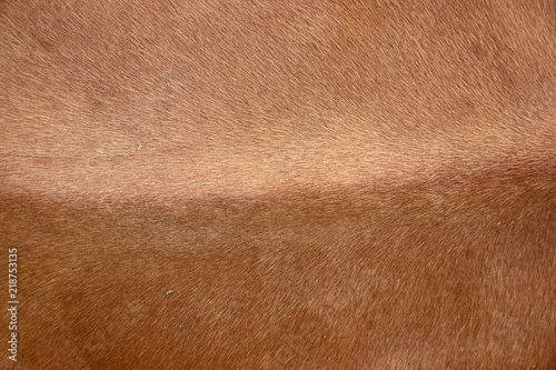 Alive breed cow chine skin closeup