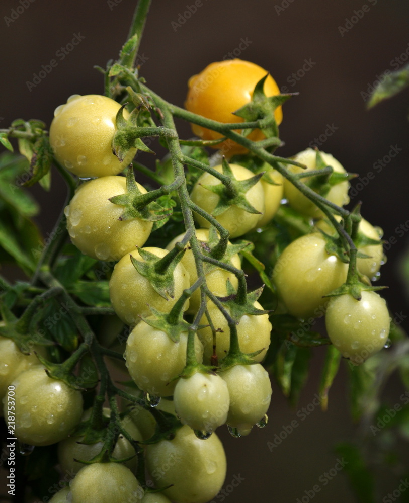 On the branches of the bushes ripen cherry tomatoes