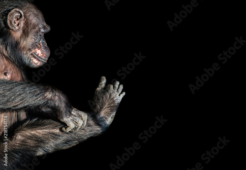 Portrait of funny Chimpanzee playing with its foot at black background