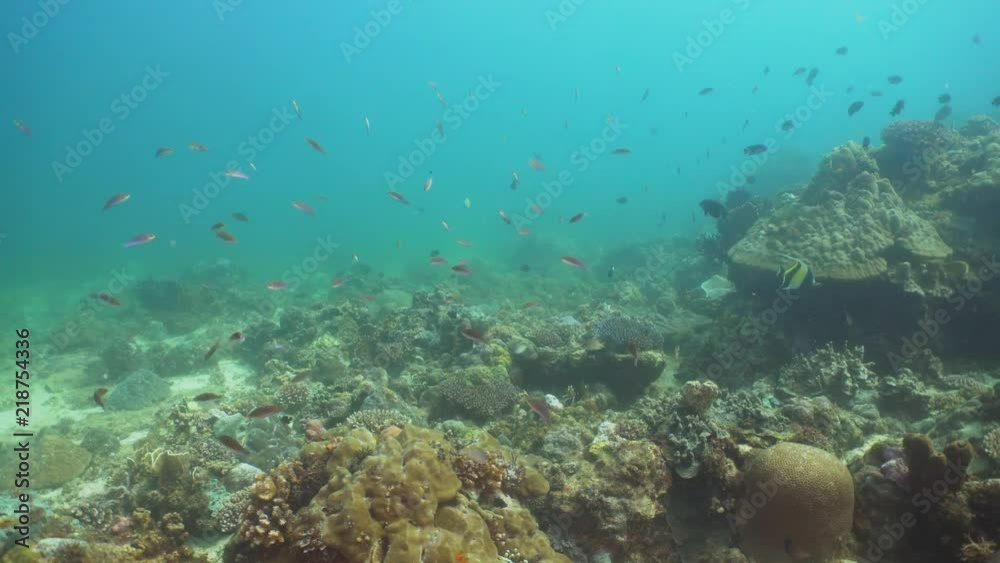 Fish and coral reef at diving. Wonderful and beautiful underwater world with corals and tropical fish. Hard and soft corals. Philippines, Mindoro. Diving and snorkeling in the tropical sea.