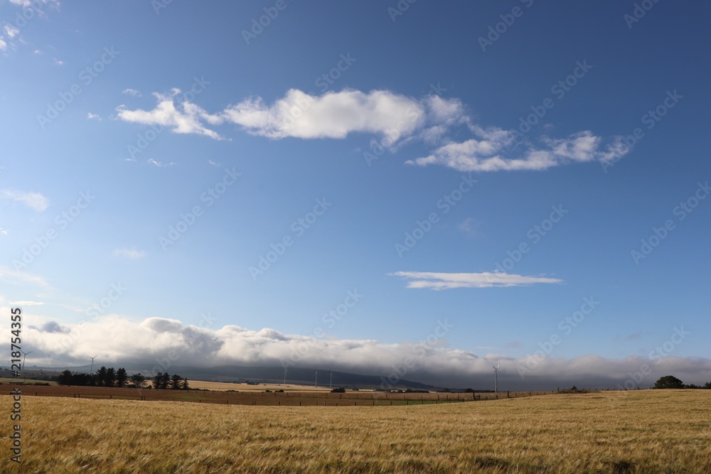 Harvest fields with wind turbines in background