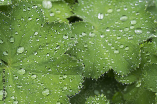 Water droplets on a green leaf background