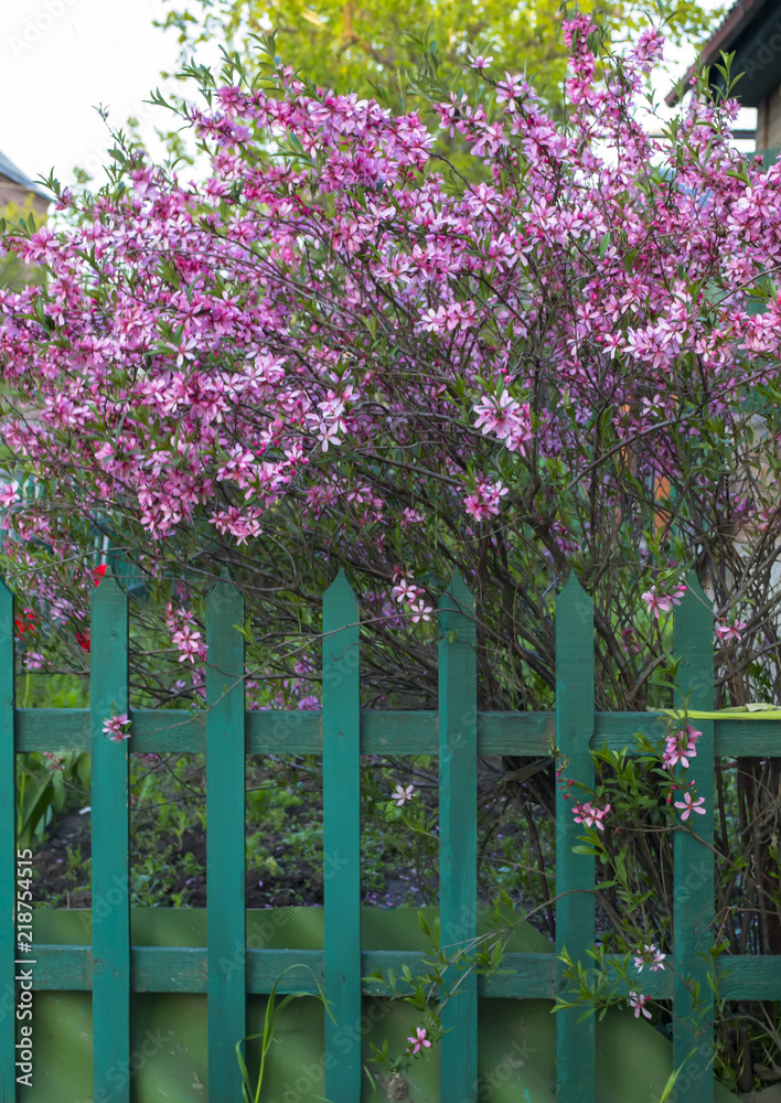 Flowering rose bush in spring