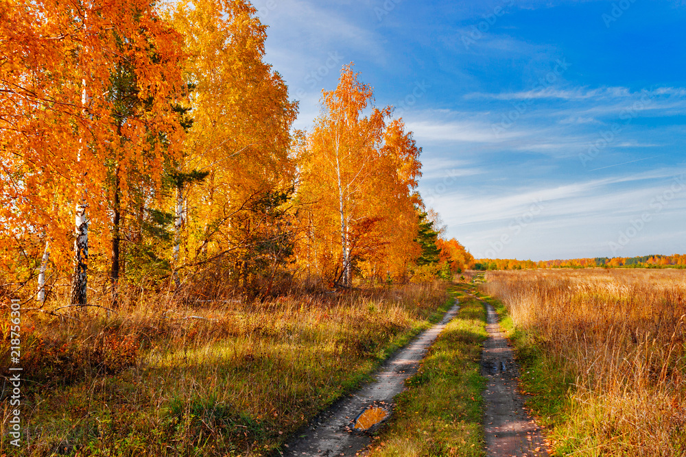 Fototapeta premium road in the autumn forest and field