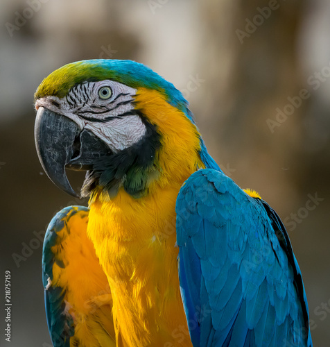 Blue and Yellow Macaw © JoseMiguel